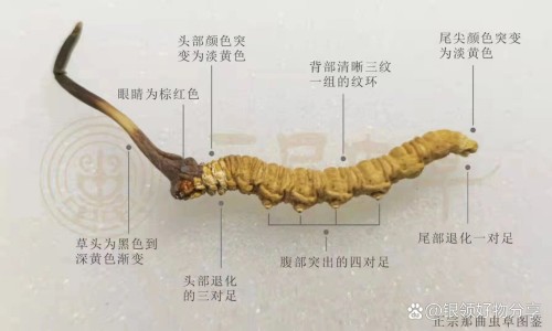 蜂乳胶囊的功效-蜂乳胶囊的副作用网-分享蜂乳胶囊多少钱一盒，蜂乳胶囊多少钱一盒知识库